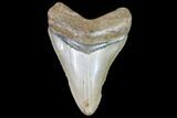 Fossil Megalodon Tooth - North Carolina #104997-1